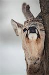 Roe deer rubbing tree, close-up