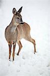 Female roe deer in snow