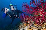 Scuba diver exploring sea life, Adriatic Sea, Dalmatia, Croatia