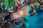 Coral Reef, close-up, Adriatic Sea