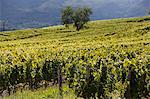 Chignin vineyard in Savoie, France, Europe