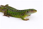 Western green lizard (Lacerta bilineata)