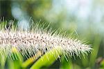 Grass seedhead, close-up