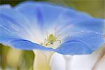 Grasshopper on morning glory flower