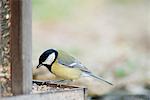 Great tit (Parus major) perched on bird feeder