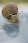 Snail, close-up