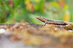 Skink, side view