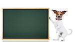 jack russell dog as school student  holding a blackboard , isolated on white background
