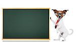 jack russell dog as school teacher holding a blackboard , isolated on white background