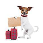 hitchhiker jack russell dog  waiting for a car for a  pickup, holding a cardboard with luggage, isolated on white background