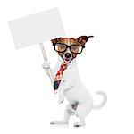 jack russell dog office worker with tie, black glasses holding a blank empty white placard,  isolated on white background