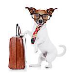 jack russell dog office worker with tie, black glasses holding a suitcase or bag luggage,  isolated on white background