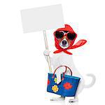 jack russell dog diva lady with bag shopping at supermarket , holding a white blank placard, isolated on white background
