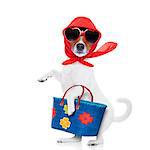 jack russell dog diva lady with bag shopping at supermarket , isolated on white background