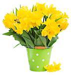 bunch of fresh  yellow daffodils  and tulips in green pot isolated on white background