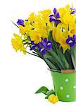 bunch of fresh spring yellow daffodils, irises  and tulips in green pot close up isolated on white background