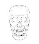 skull with  vampire teeth on white background, vector, sketch