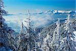 forest in mountains covered with fresh snow