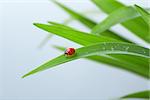 Ladybug on Green Grass in Water Drops Over Blue Bachground