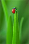 Ladybug on Green Grass Over Green Bachground