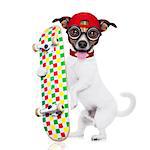 jack russell skater dog with red cap ready to play, holding skateboard, isolated on white background