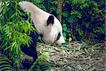 Giant panda in Singapore zoo