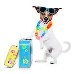 jack russell dog packing luggage and baggage and a suitcase for summer holiday vacation, wearing sunglasses and a flower chain isolated on white background