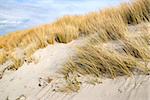 Picture of golden dune grass in sand on the coast of the Baltic Sea