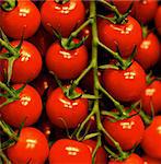 Background of Ripe Shiny Raw Cherry Tomatoes on Stems closeup