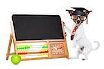 jack russell dog as school teacher , graduated , holding a blackboard beside a green apple, isolated on white background