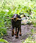 black and tan coonhound walking on a pathway