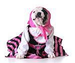 dog dressed up like a pirate on white background - bulldog female