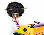 jack russell secretary dog typing on a typewriter keyboard  , isolated on white background, wearing a crazy afro wig