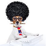 jack russell secretary dog booking a reservation online using a pc computer laptop keyboard ,with crazy silly afro wig , pencil in mouth, isolated on white background