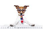 jack russell  secretary dog booking a reservation online using a pc computer laptop keyboard , isolated on white background