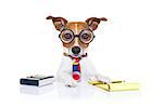 jack russell secretary accountant dog with calculator, a note pad and pencil beside, isolated on white background