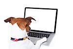 jack russell dog booking , searching or browsing online  the internet , with a laptop pc computer screen, isolated on white background