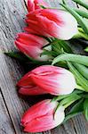 Frame of Five Spring Magenta Tulips with Water Drops closeup on Rustic Wooden background