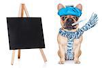 french bulldog dog  with  headache and hangover with ice bag or ice pack on head, eyes closed suffering , beside a blank and empty blackboard, isolated on white background