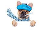 french bulldog dog  with  headache and hangover with ice bag on head,thermometer in mouth with high fever, eyes closed suffering , behind  a blank banner or placard,  isolated on white background