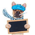 french bulldog dog  with  headache and hangover with ice bag on head,thermometer in mouth with high fever, eyes closed suffering , holding a blackboard,  isolated on white background