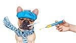 french bulldog dog  with  headache and hangover with ice bag or ice pack on head,thermometer in mouth with high fever, eyes closed suffering ,syringe on its way,  isolated on white background