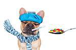 french bulldog dog  with  headache and hangover with ice bag or ice pack on head,thermometer in mouth with  fever, eyes closed suffering ,medication of  pills in a spoon,  isolated on white background
