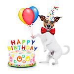 jack russell dog  as a surprise with  happy birthday cake ,wearing  red tie and party hat ,holding balloons , isolated on white background