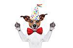 jack russell dog  as a surprise, behind white and blank banner or placard ,wearing  red tie and party hat  , isolated on white background