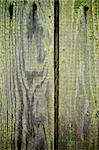Background of Two Natural Weathered Cracked Wooden Plankes with Timber Knots and Old Nails closeup