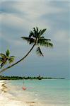 Palm Trees with Hammock in Indian Ocean Sand Beach on Cloudy Sky Background Outdoors