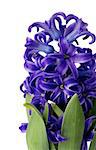 Beauty Purple Hyacinth with Leafs Cross Section on white background
