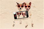couple of two dogs buried in the sand at the beach on summer vacation holidays , having fun taking a selfie with smartphone