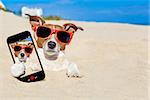 jack russell dog  buried in the sand at the beach on summer vacation holidays , taking a selfie, wearing red sunglasses